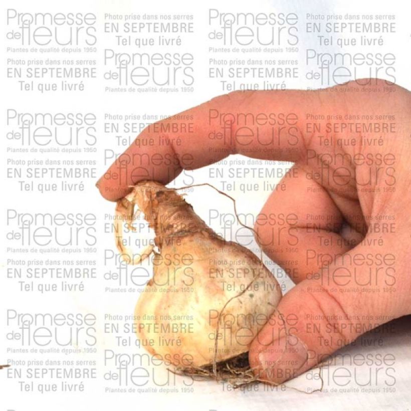 Beispiel eines Exemplars von Narcisse Sentinel Bulbe calibre 12+ wie geliefert