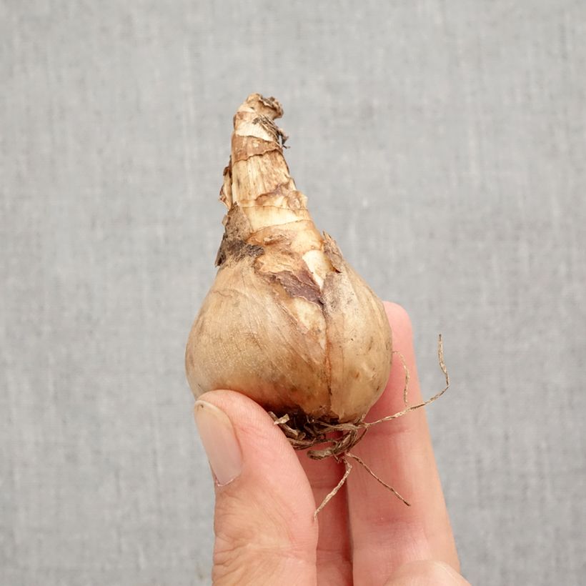 Exemplar von Narcissus Sherborn Zwiebel Kaliber/Größe 12+ wie im Herbst geliefert