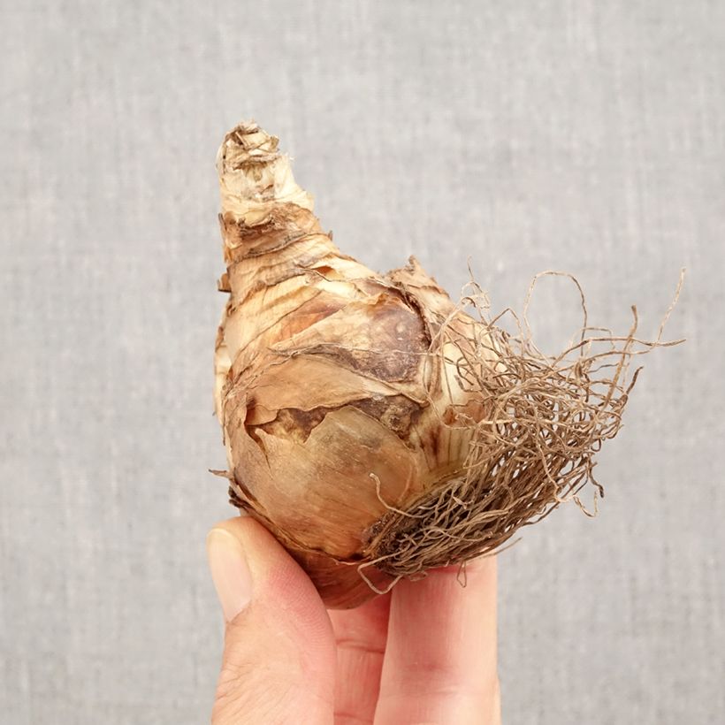 Exemplar von Narcissus Snowtip Zwiebel Kaliber/Größe 14+ wie im Herbst geliefert