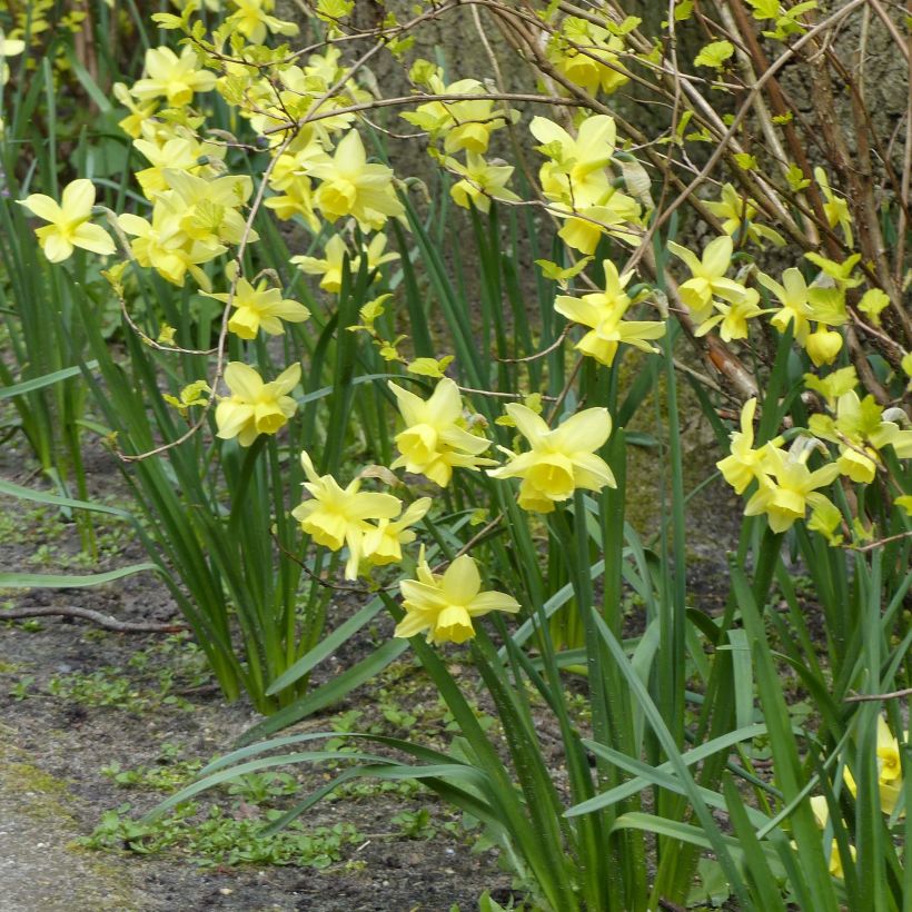 Narcissus Stint (Wuchs)