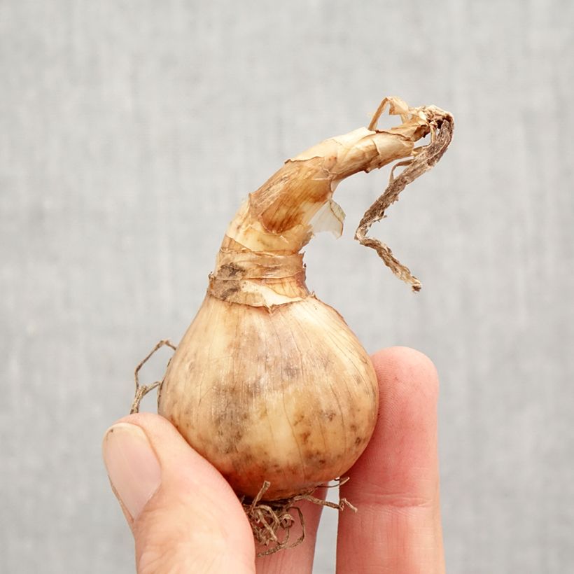 Example of Narcissus tazetta Laurens Koster Zwiebel Kaliber/Größe 12+ as you get in automne