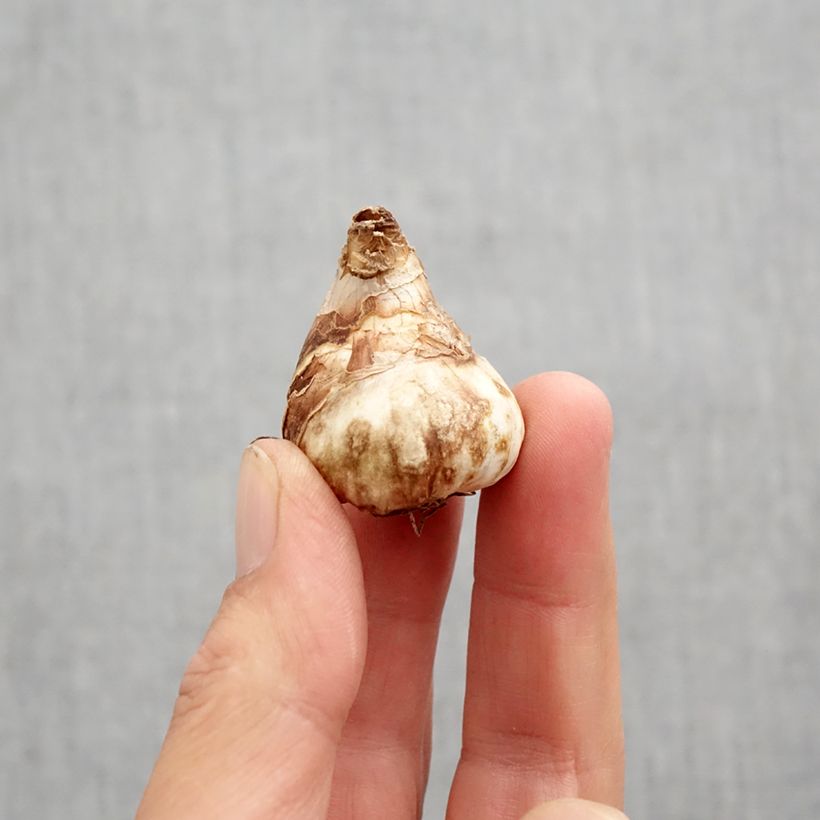 Exemplar von Narcissus cyclamineus Tête Bouclée Zwiebel Kaliber/Größe 10 wie im Herbst geliefert
