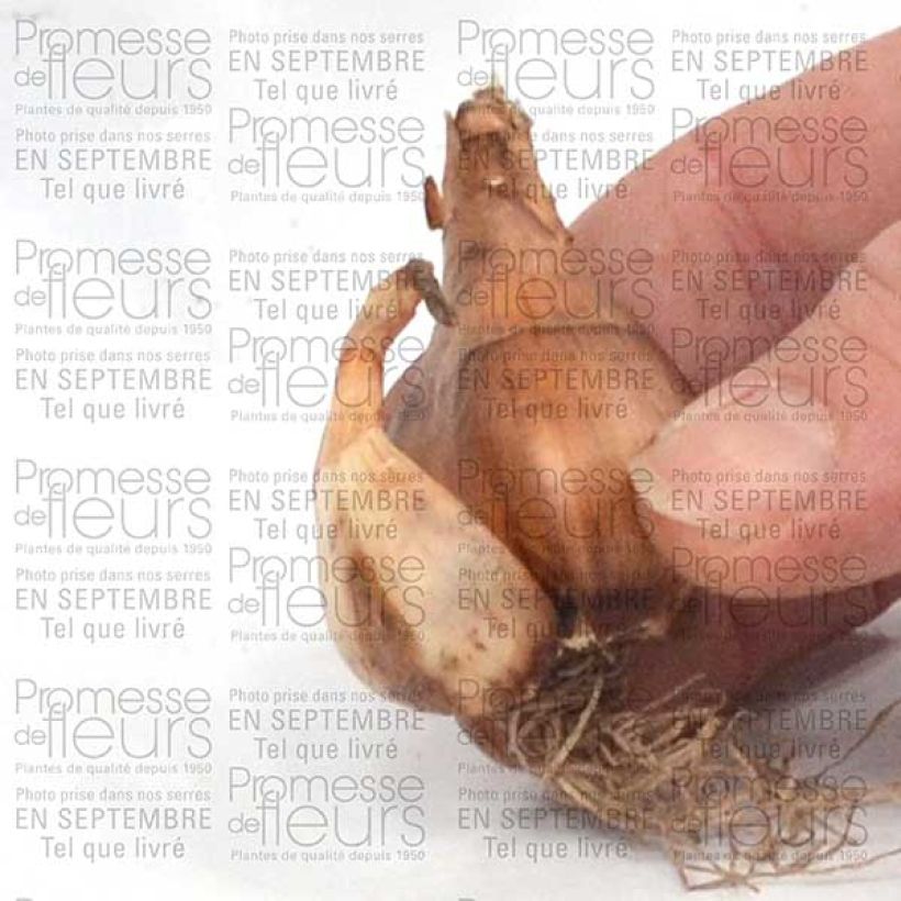 Beispiel eines Exemplars von Narcissus cyclamineus Toto Zwiebel Kaliber/Größe 10+ wie geliefert