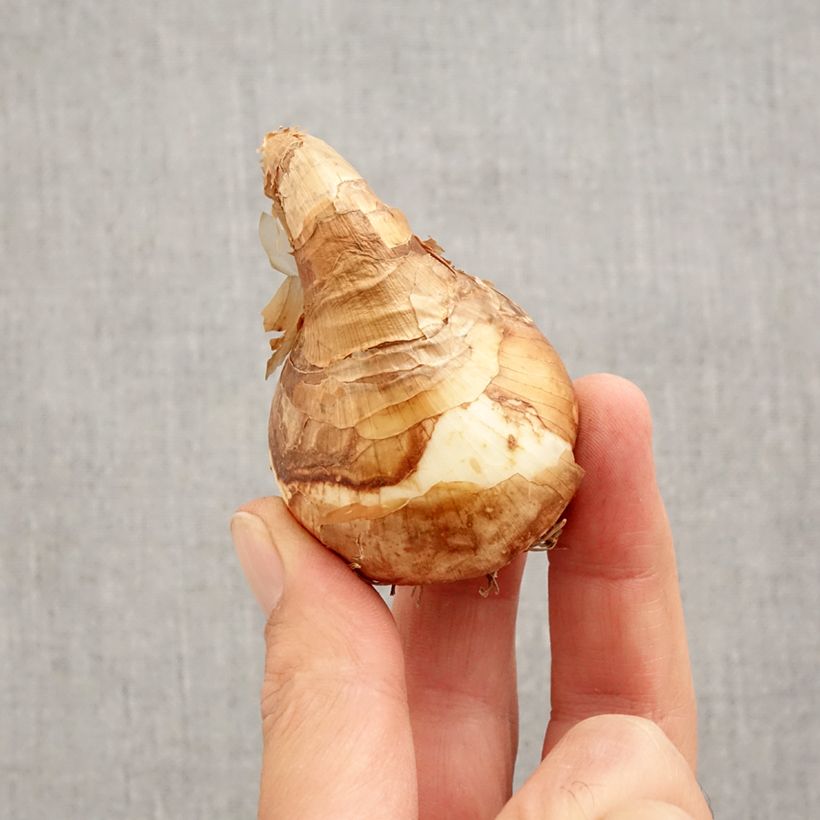Exemplar von Narcissus Trepolo Zwiebel Kaliber/Größe 12+ wie im Herbst geliefert