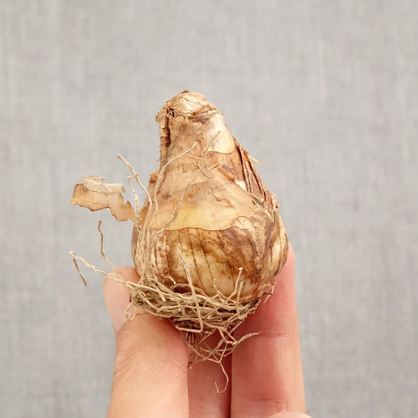 Example of Narcissus Thalia Zwiebel Kaliber/Größe 12+ as you get in automne