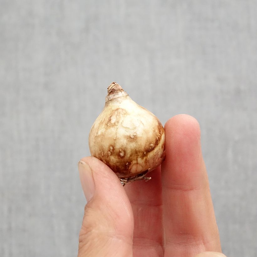 Exemplar von Narcissus Tripartite Zwiebel Kaliber/Größe 10 wie im Herbst geliefert