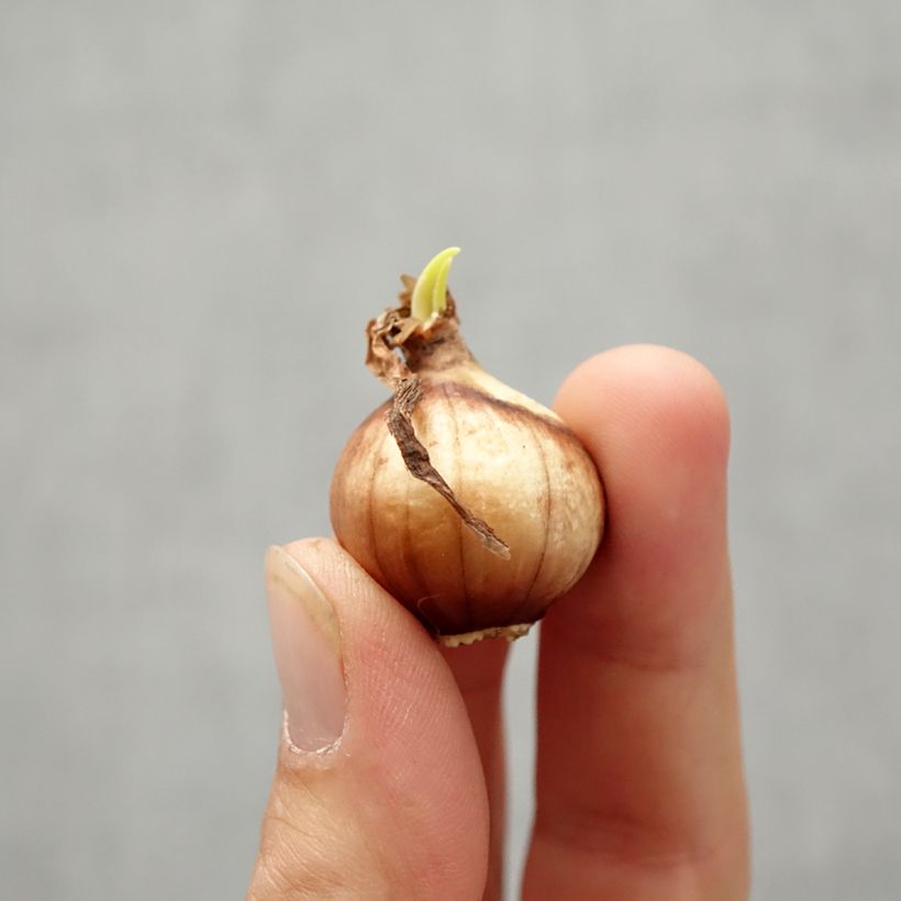 Exemplar von Narcissus Twinkling Yellow Zwiebel Kaliber/Größe 8+ wie im Herbst geliefert