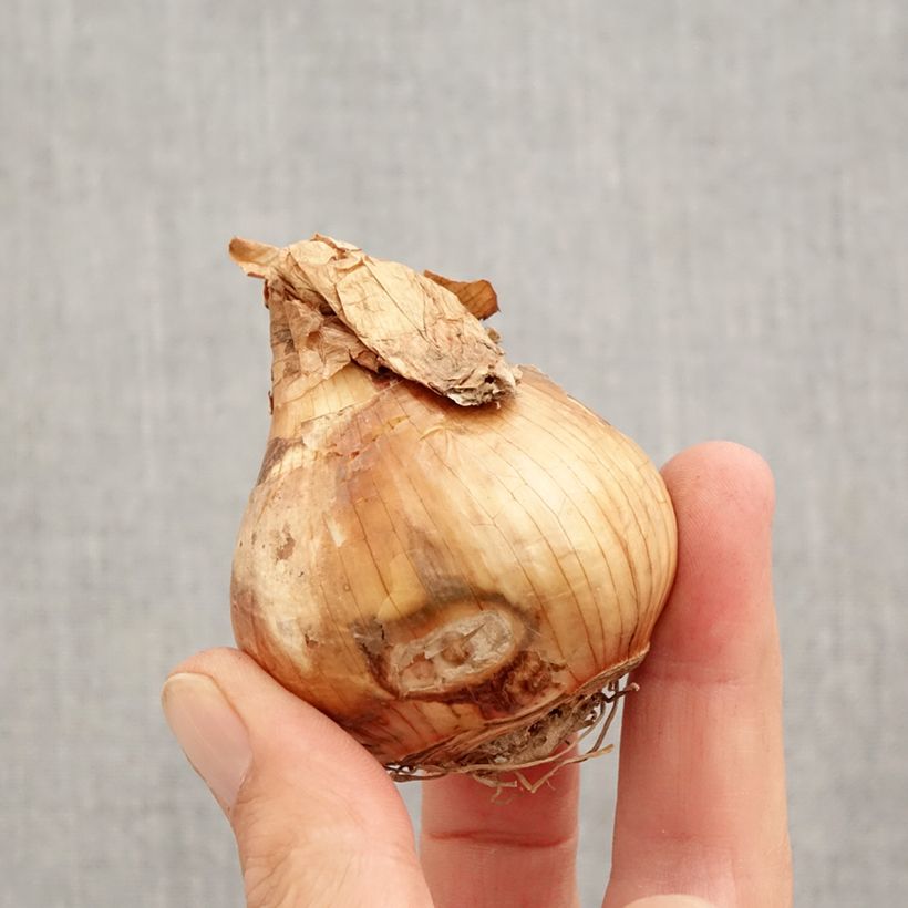 Exemplar von Narcissus Walz Zwiebel Kaliber/Größe 12+ wie im Herbst geliefert
