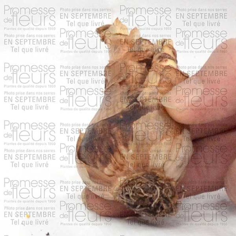 Beispiel eines Exemplars von Narcisse Wave Bulbe calibre 12+ wie geliefert