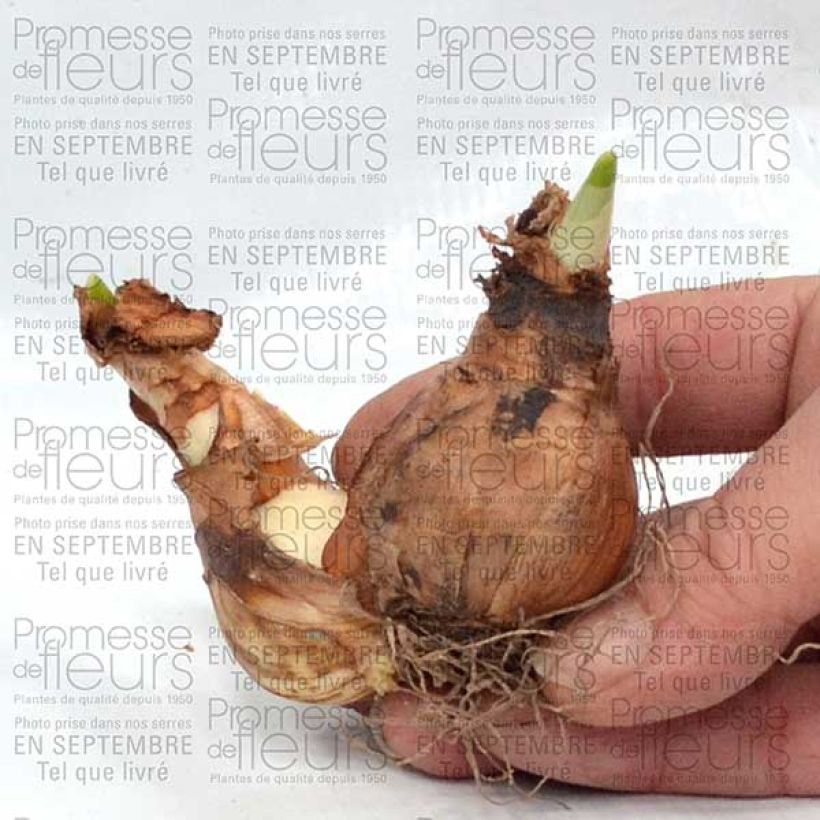 Beispiel eines Exemplars von Narcisse Westward Bulbe calibre 14+ wie geliefert