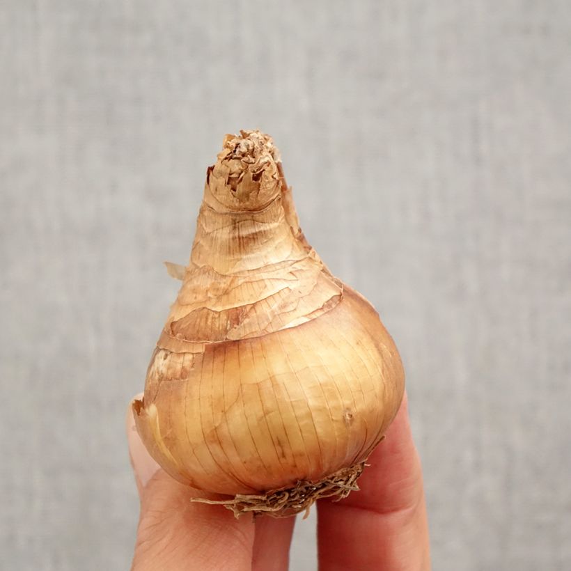 Example of Narcissus Yellow Cheerfulness Zwiebel Kaliber/Größe 12+ as you get in automne