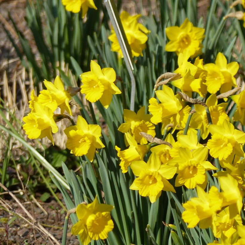 Narcissus pseudonarcissus Obvallaris (Wuchs)