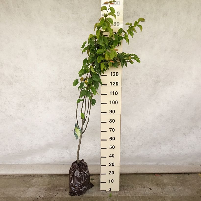 Exemplar von Nashi-Birne Hosui - Pyrus pyrifolia Plug "Fertig-zum-Pflanzen", Gobelet-Form wie im Sommer geliefert
