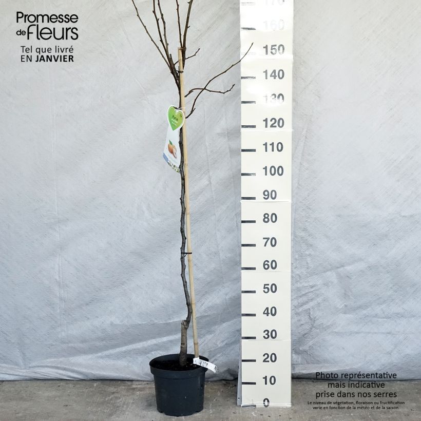 Exemplar von Nashi-Birne Niitaka - Pyrus pyrifolia Topf mit 7,5L/10L, Halbstamm wie im Winter geliefert