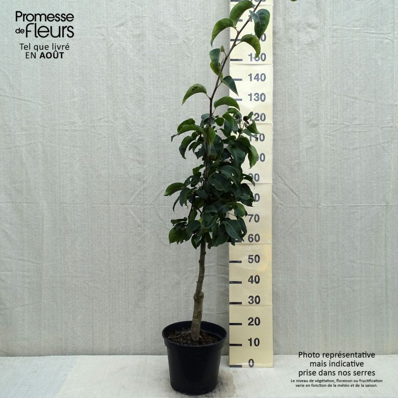 Exemplar von Nashi-Birne Nijisseiki - Pyrus pyrifolia Topf mit 7,5L/10L, Gobelet-Form wie im Sommer geliefert
