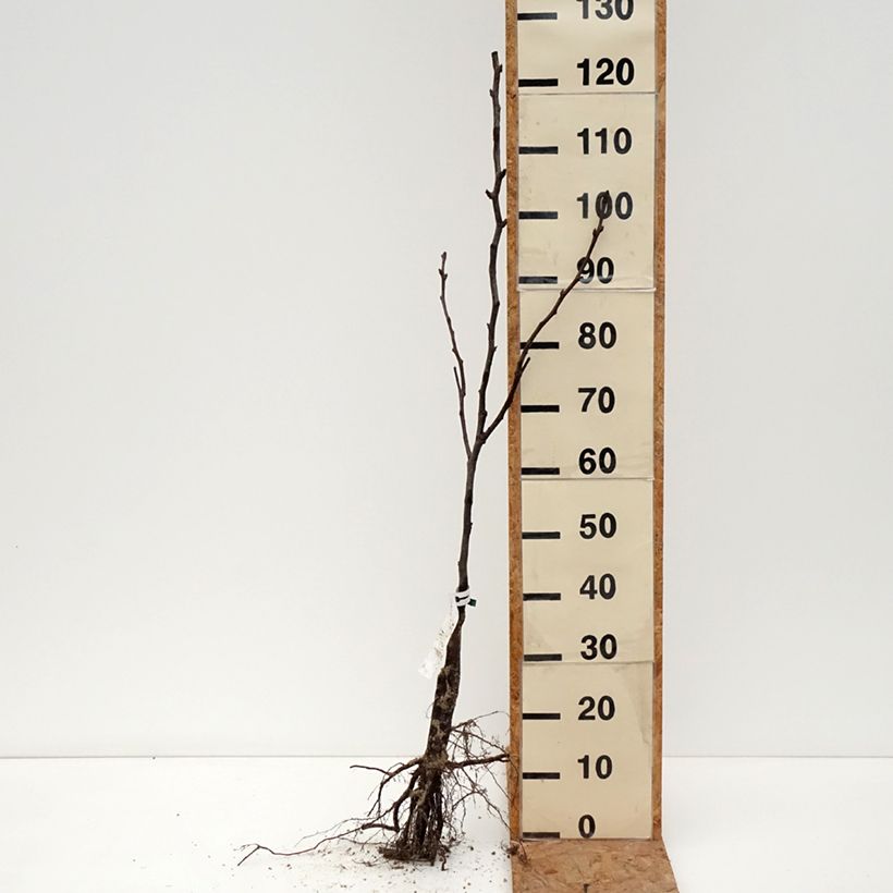 Exemplar von Nashi-Birne Shinseiki Bio - Pyrus pyrifolia Wurzelnackt, Heister wie im Winter geliefert