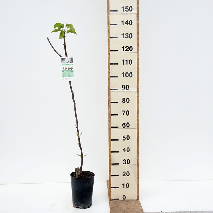 Exemplar von Nashi-Birne Shinseiki - Pyrus pyrifolia Topf mit 7,5L/10L, Halbstamm wie im Frühjahr geliefert