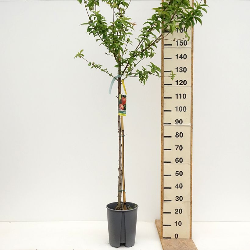 Exemplar von Nektarine Fantasia - Prunus persica var. nucipersica Topf mit 7,5L/10L, Halbstamm wie im Frühjahr geliefert