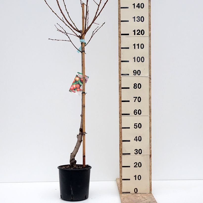 Exemplar von Nectarinier Morton Pot de 7,5L/10L, Gobelet wie im Winter geliefert