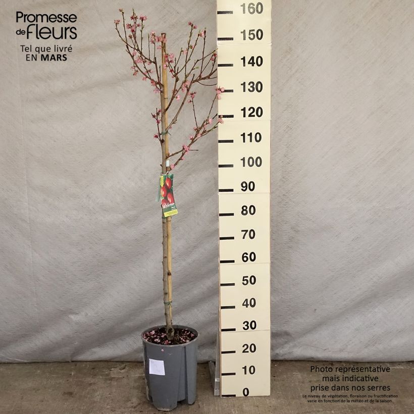 Exemplar von Nektarine Morton - Prunus persica Topf mit 7,5L/10L, Gobelet-Form wie im Frühjahr geliefert