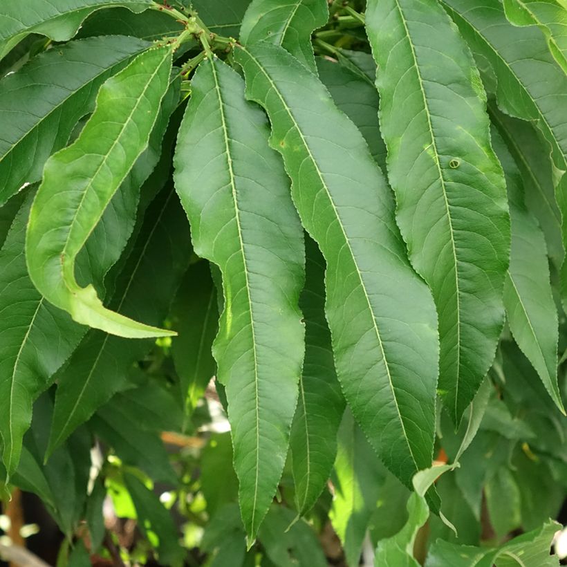 Nektarine Nectarella 'Zaidulab' - Prunus persica (Laub)
