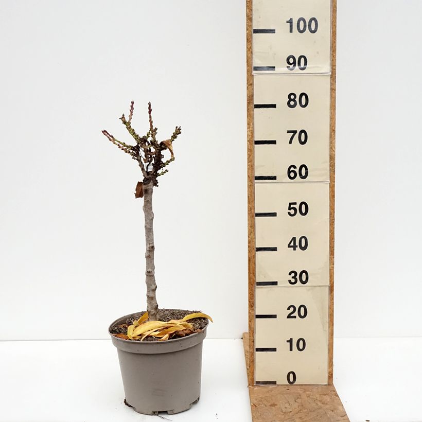 Exemplar von Nektarine Nectarella 'Zaidulab' - Prunus persica Topf mit 7,5L/10L, 1/4 Stängel wie im Herbst geliefert