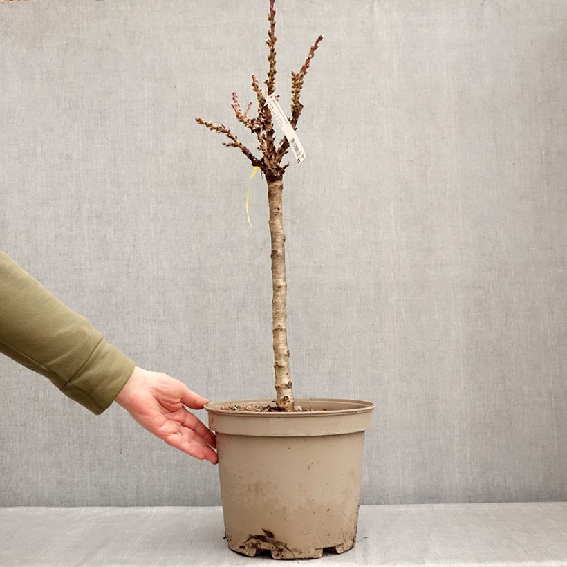 Exemplar von Nektarine Nectarella 'Zaidulab' - Prunus persica Topf mit 7,5L/10L, 1/4 Stängel wie im Winter geliefert