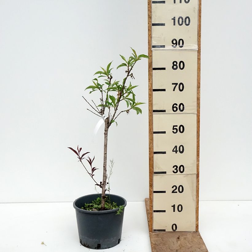 Exemplar von Nektarine Nectarella 'Zaidulab' - Prunus persica Topf mit 7,5L/10L, 1/4 Stängel wie im Frühjahr geliefert