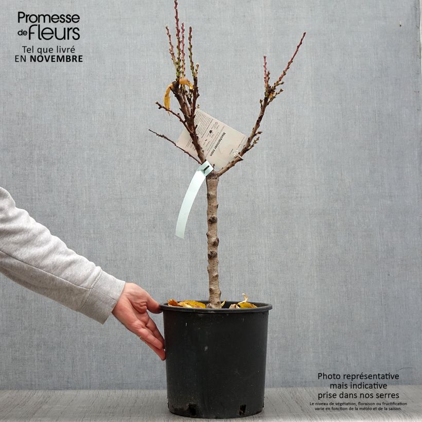 Exemplar von Zwerg-Nektarine Rubis Necta Zee - Prunus persica Topf mit 7,5L/10L, 1/4 Stängel wie im Herbst geliefert