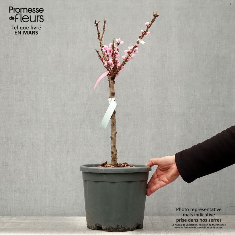 Example of Zwerg-Nektarine Snow Baby Zaisno - Prunus persica Topf mit 7,5L/10L, 1/4 Stängel as you get in printemps