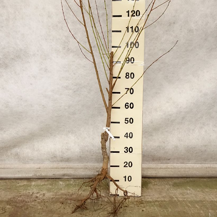 Exemplar von Nectarinier Nectared - Prunus persica nucipersica Grandes Racines nues, Gobelet wie im Herbst geliefert