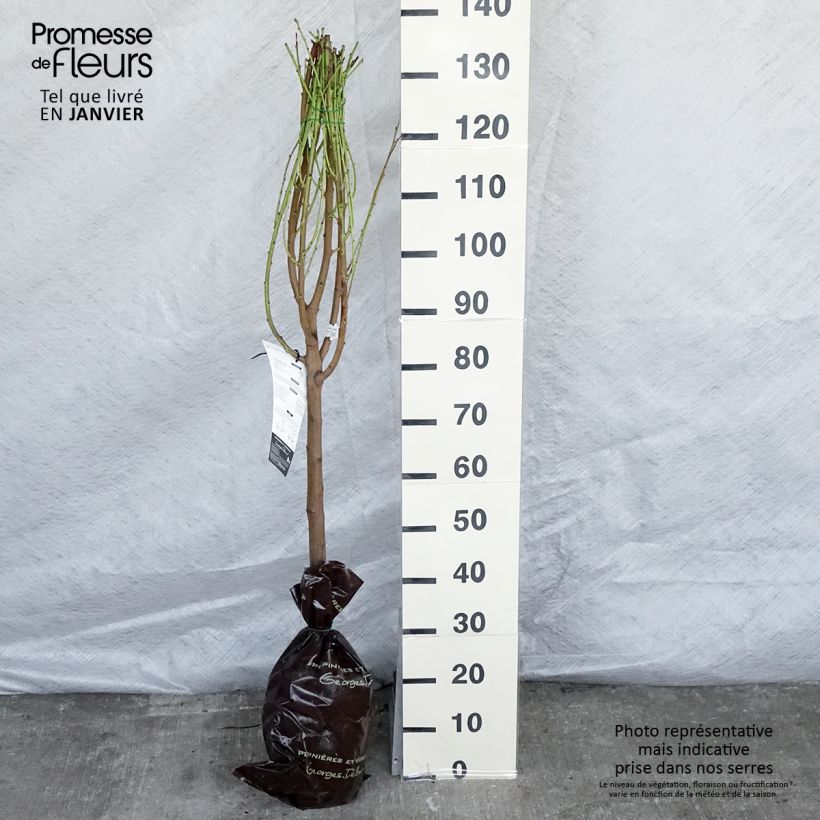 Exemplar von Nektarine Mesembrine - Prunus persica Ballenware "Fertig-zum-Pflanzen", Gobelet-Form wie im Winter geliefert