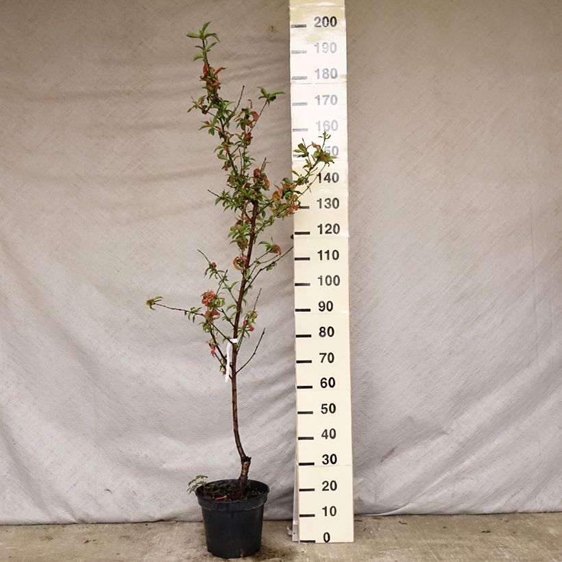 Exemplar von Nektarine Nectarose - Prunus persica nucipersica Topf mit 7,5L/10L, Gobelet-Form wie im Frühjahr geliefert
