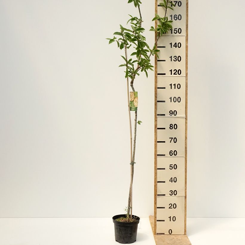 Exemplar von Echte Mispel Bredase Reus - Mespilus germanica Topf mit 4L/5L, Stamm wie im Frühjahr geliefert