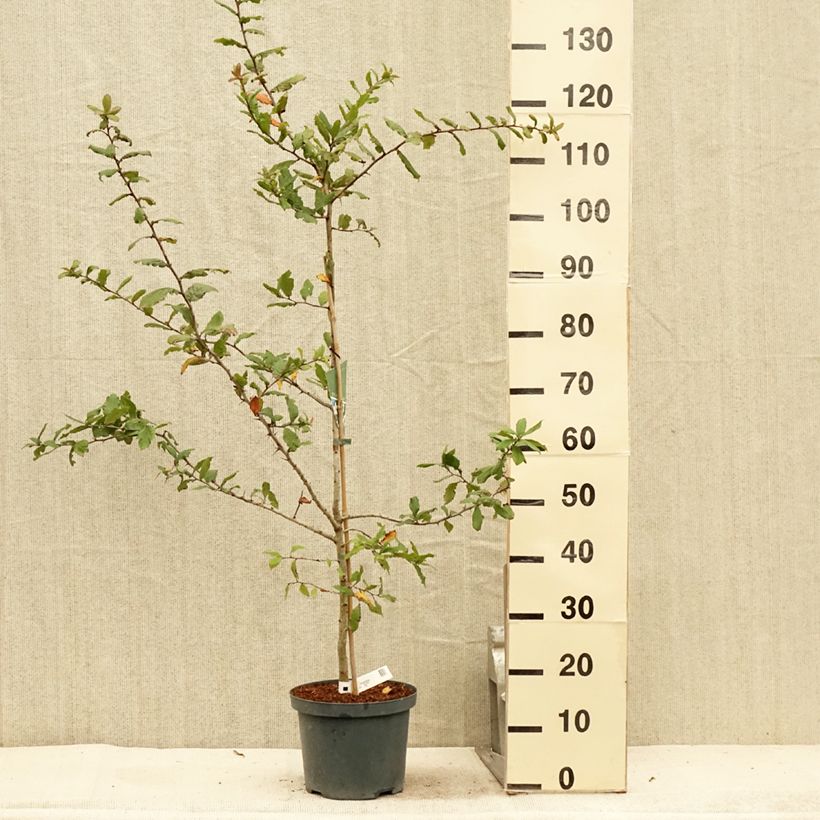 Exemplar von Echte Mispel Westerveld - Mespilus germanica Topf mit 4L/5L wie im Sommer geliefert