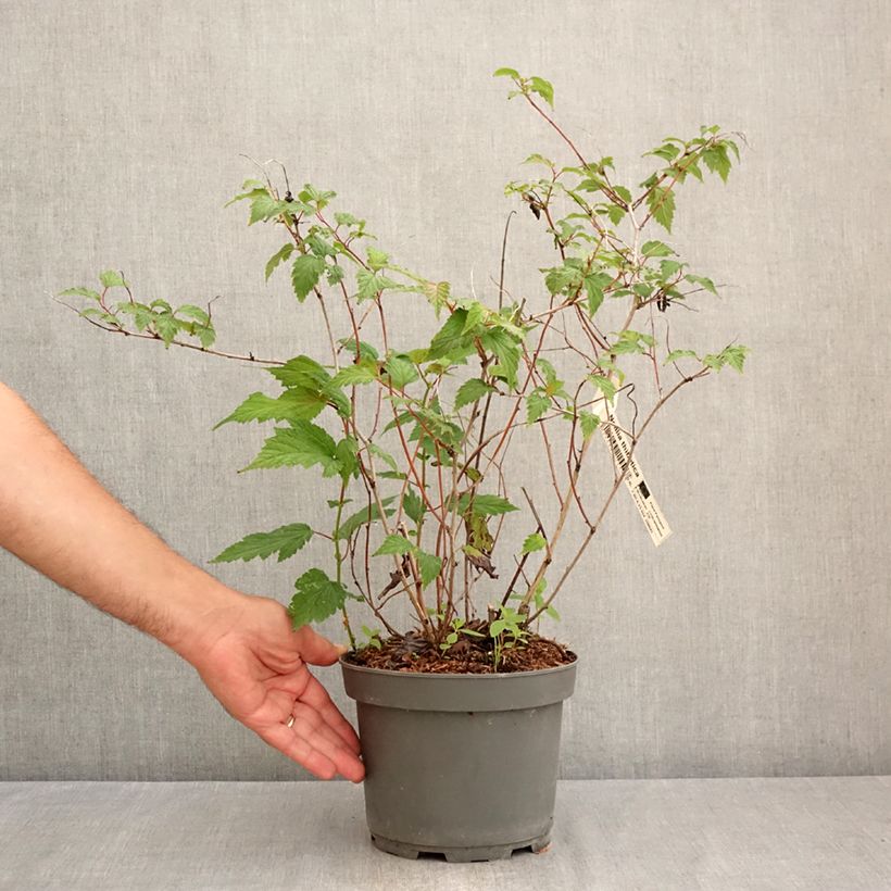 Exemplar von Neillia thibetica - Traubenspiere Topf mit 3L/4L wie im Sommer geliefert
