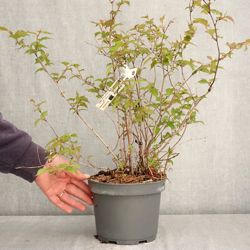 Exemplar von Neillia thibetica - Traubenspiere Topf mit 3L/4L wie im Frühjahr geliefert