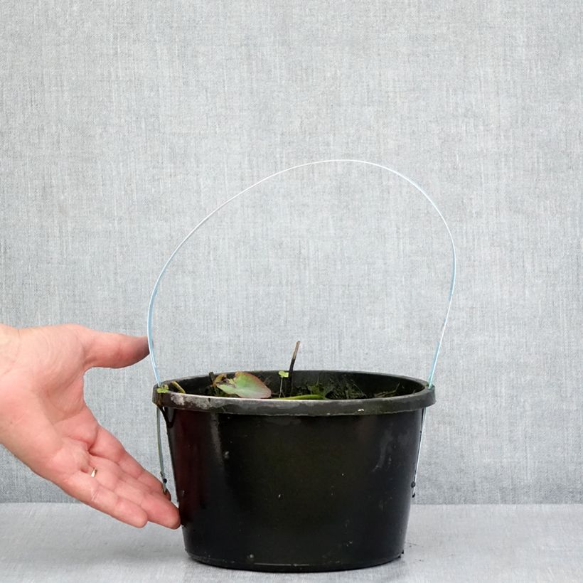 Example of Nelumbo nucifera Rote - Indische Lotosblume Topf mit 3L/4L as you get in printemps