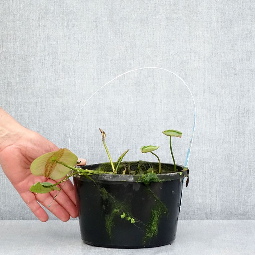 Exemplar von Nelumbo Pygmaea Yellow - Indische Lotosblume Topf mit 3L/4L wie im Frühjahr geliefert