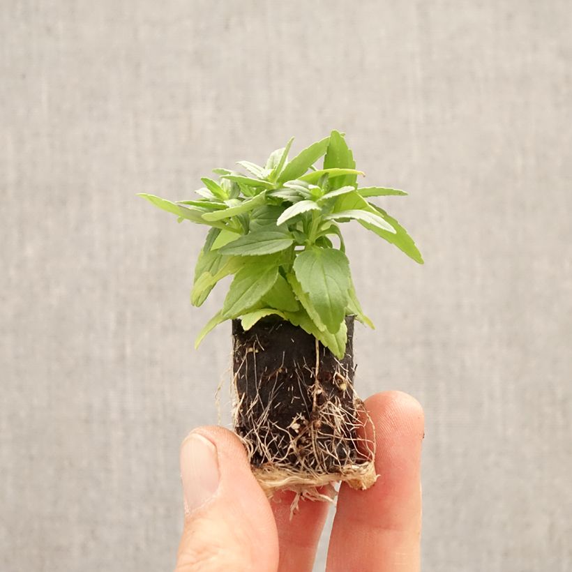 Exemplar von Nemesia strumosa Aroma Banana Split Mini-Plug Ø 1,5/2,5 cm wie im Frühjahr geliefert