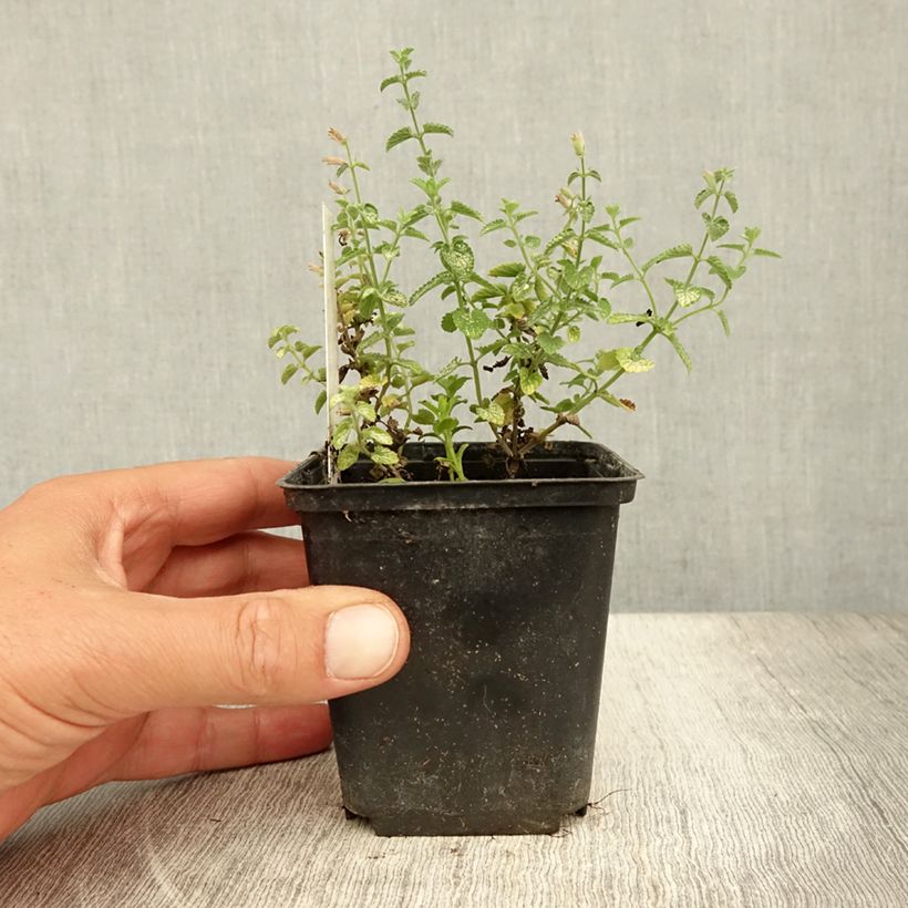 Exemplar von Katzenminze Cat's Pajamas - Nepeta faassenii Kleine Töpfe von 8/9 cm wie im Sommer geliefert