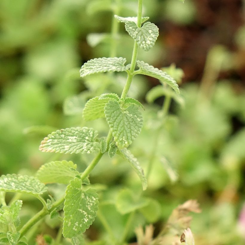 Katzenminze Cat's Pajamas - Nepeta faassenii (Foliage)