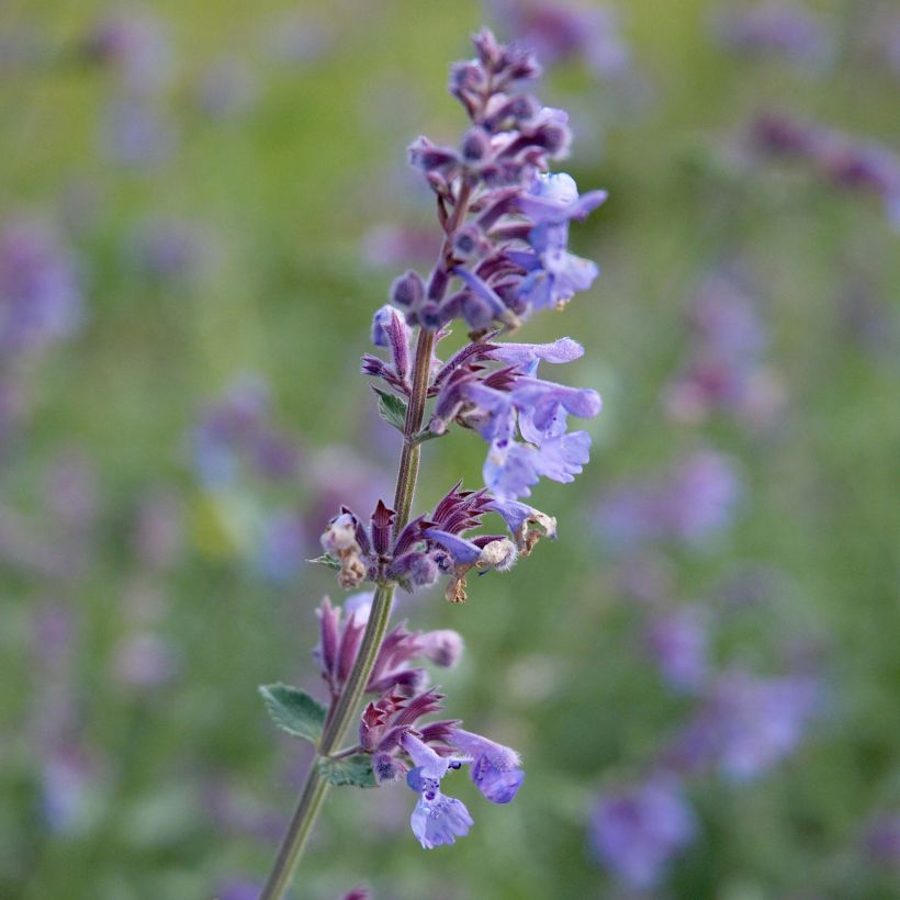 Katzenminze Six Hill s Giant - Nepeta faassenii (Flowering)