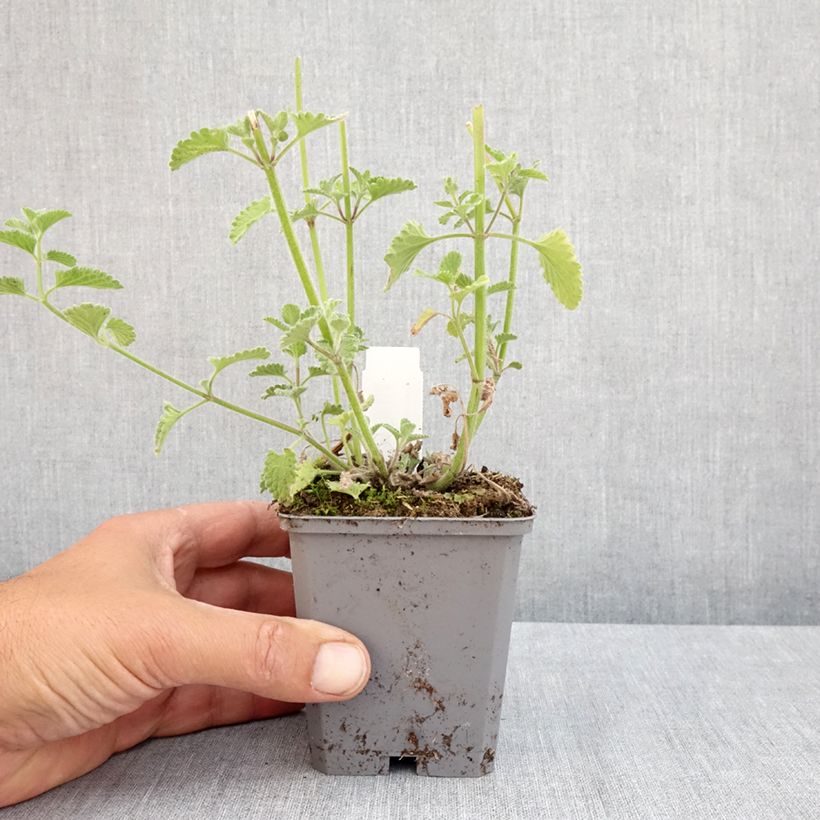 Example of Katzenminze Six Hill s Giant - Nepeta faassenii Kleine Töpfe von 8/9 cm as you get in printemps