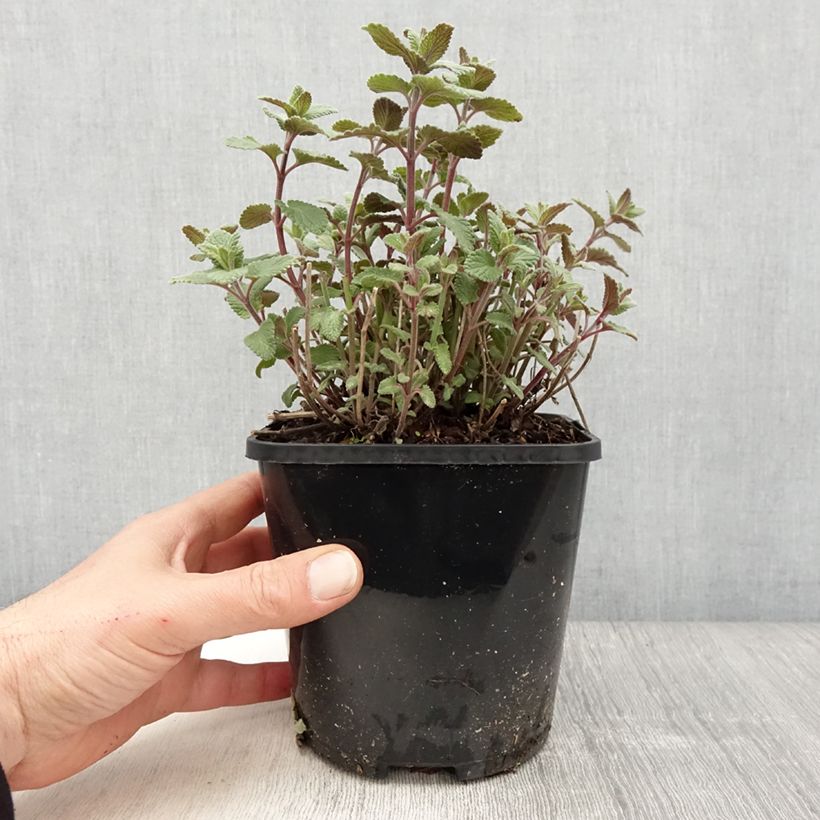 Example of Großblütige Katzenminze Summer Magic - Nepeta grandiflora Topf mit 2L/3L as you get in printemps