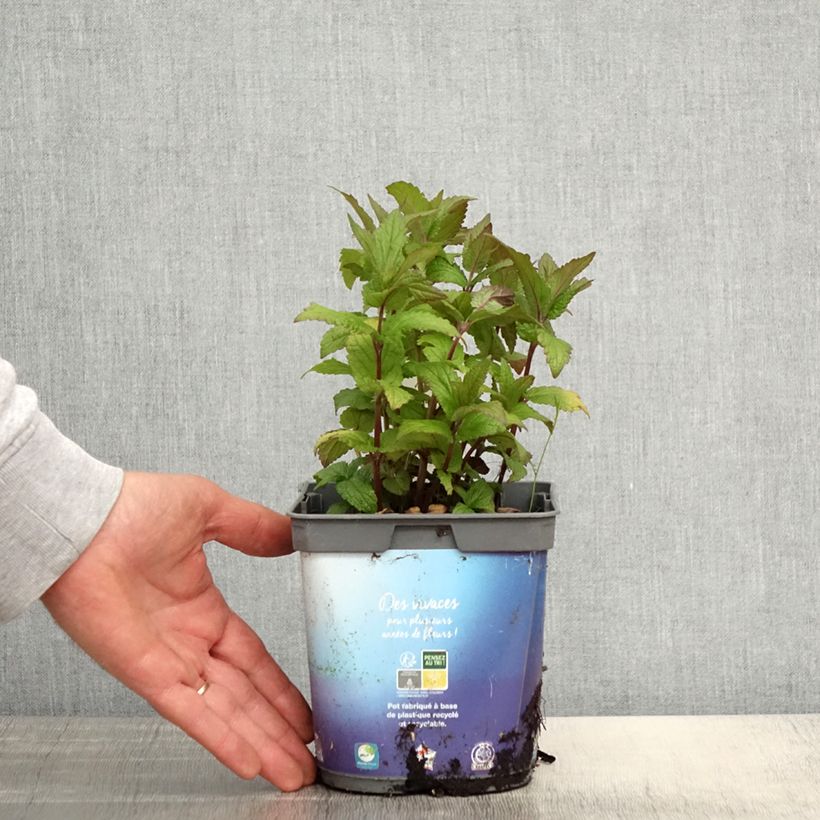 Exemplar von Geaderte Katzenminze - Nepeta nervosa Topf mit 2L/3L wie im Frühjahr geliefert