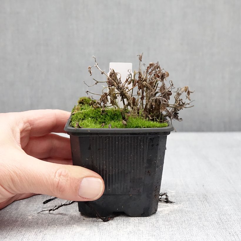 Exemplar von Nepeta Nova Blue - Népéta hybride Kleine Töpfe von 8/9 cm wie im Winter geliefert