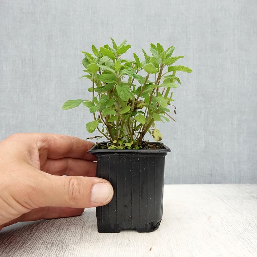 Exemplar von Nepeta parnassica - Chataire grecque Kleine Töpfe von 8/9 cm wie im Frühjahr geliefert