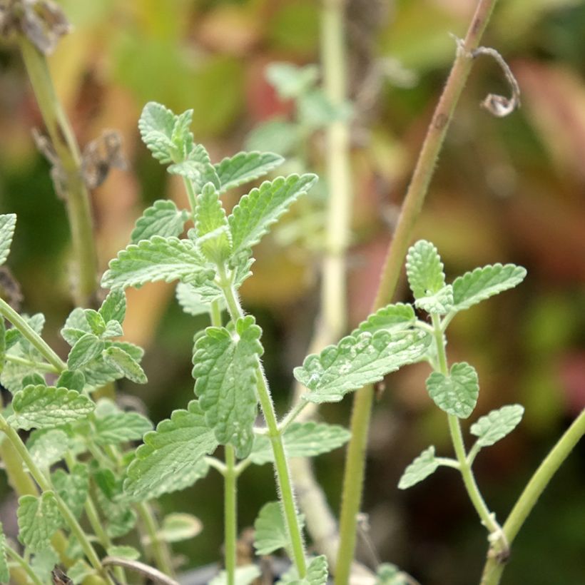 Nepeta racemosa Amelia - Traubige Katzenminze (Foliage)