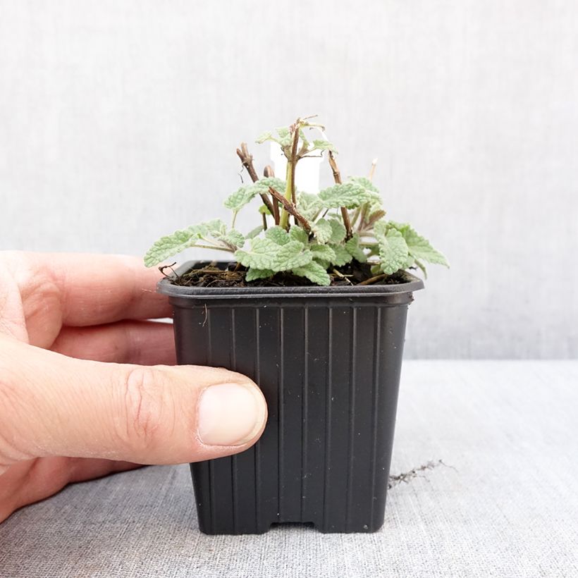 Exemplar von Nepeta racemosa Amelia - Chataire Godet de 8/9 cm wie im Winter geliefert